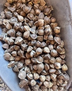เมล็ดมะรุมแห้งขายส่ง - Product Image 3