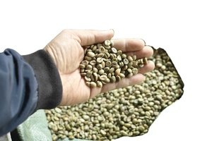 Café Vert 100% Robusta Vietnamien Dak Lak DHPONE Biologique Grade AA Couleur Naturelle Goût Neutre Sans Allergènes Prêt à Torréfier 60kg - Product Image 4