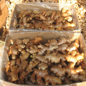 Jengibre Fresco Orgánico al por Mayor de Excelente Calidad al Mejor Precio, Jengibre Fresco en Grandes Cantidades - Product Image 1