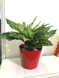 Maceta superventas para decorar el hogar y el jardín, maceta cuadrada corta de 18 con plástico de alta calidad - Product Image 2