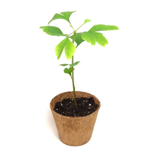 Kit de macetas de fibra de coco de la mejor calidad para sistema de cultivo hidropónico, macetas de fibra de cáscara de coco para plantar - Product Image 2