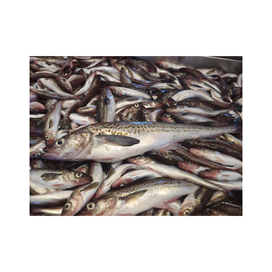 Pescado Pollock Fresco de Alaska, Mariscos Premium de Primera Calidad con Textura Firme y Delicioso Sabor Natural - Product Image 1