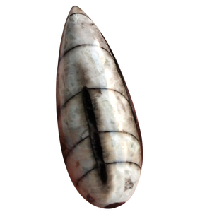 Cabochon unique en orthocéras, pierre naturelle, gemme |   Pierres en forme de poire polies à la main pour la fabrication de bijoux, vente en gros en Inde, en vrac - Product Image 3