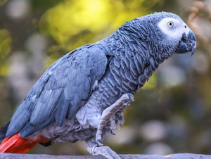 African Grey Parrot Live Birds for Breeding <b>Aviaries</b> Ornamental Bird Keeping and Wholesale Supplier - Product Image 5