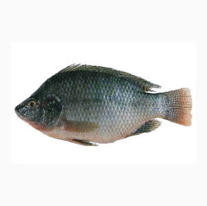 Filete de tilapia congelado bien preparado y limpio, hecho en Vietnam. Pescado de tilapia congelado, muy vendido, fresco de granja, al por mayor. - Product Image 2
