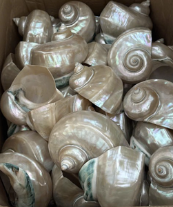 Coquille de Largo Turbo naturelle polie du Vietnam, grande coquille de mer pour la décoration de maisons côtières, les présentations de mariage, l'aménagement d'aquariums et les projets de bricolage - Product Image 5