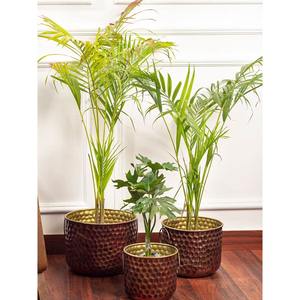 Pot de fleurs en métal de luxe pour plantes d'intérieur, pot de fleurs décoratif en fer, décoration pour salon, balcon, jardin - Product Image 2