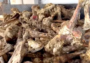 Dead Animal <b>Shredder</b> Machine Capacity 2500 kg/hr Double Shaft Semi Automatic Electric Meat Processing Machinery - Product Image 4