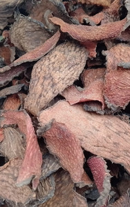 Eleutherococcus Trifoliatus Silvestre Seco, Syn Acanthopanax Trifoliatus, Rodajas de Raíz Herbal, Suministro a Granel, Calidad de Exportación - Product Image 2
