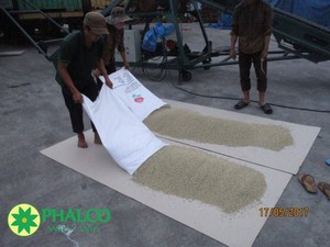 Poivre Blanc Entier Naturel Séché en Granulés en Vrac Origine Vietnam Phalco Vietnam JSC Durée de Conservation 24 Mois Épices Séchées pour Stockage - Product Image 4