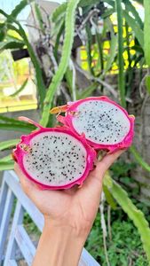 ผลมังกรเวียดนามเกรดพรีเมียมคุณภาพสูง ปี 2026 เนื้อแดงและเนื้อขาว หวานฉ่ำ สำหรับส่งออก บรรจุในตู้คอนเทนเนอร์แบบควบคุมอุณหภูมิ น้ำหนัก 4-5-6 กิโลกรัม บรรจุกล่อง - Product Image 3