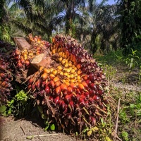 Groothandel Biologische Voedingsmiddelenkwaliteit Handgemaakte Geraffineerde Gefractioneerde Palmolie 100% Zuiverheid Fabriekslevering Frituur- en Kookolie Te Koop