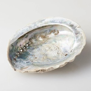 Smudging <b>abalone</b> <b>shells</b> good price natural seashell highest quality raw sea <b>shell</b> wholesale - Product Image 1