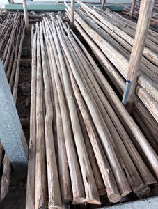 Eucalipto sin corteza de alta demanda para el mercado global de madera - Product Image 3