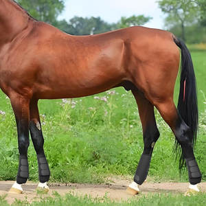 Bottes de compression thérapeutiques pour chevaux – Protection pour l'écurie et l'extérieur - Product Image 6