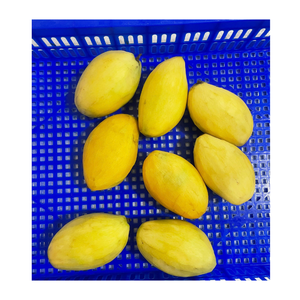 Diepvries mangoblokjes IQF Kent Keitt variëteit leverancier uit Vietnam - Product Image 1