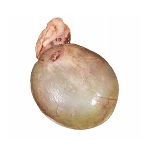 Vejiga Biliar de Res Natural, Vejiga Biliar de Buey, Extracto Animal a Granel al por Mayor - Product Image 1
