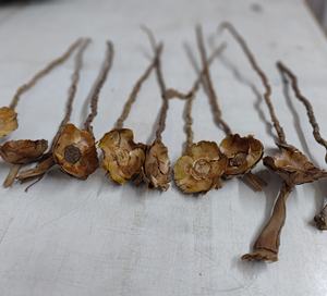 Material Botánico Natural Exótico, Varillas de Coco para Decoración de Bodas, Manualidades, Relleno de Acuarios - Product Image 5