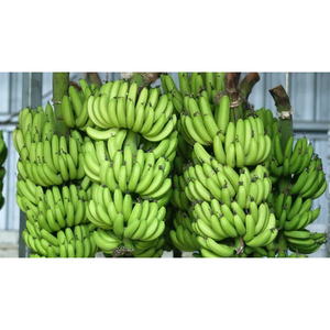 Bananes Cavendish vertes fraîches, produits bruts de première qualité pour la cuisine, le traitement et l'industrie agroalimentaire - Product Image 2
