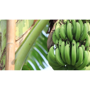 Bananes Cavendish vertes fraîches de qualité export, bananes brutes pour la distribution en gros et l'industrie alimentaire - Product Image 2