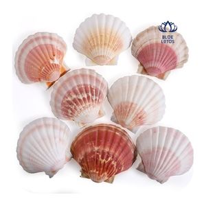 Lampe à sel en coquille de coquille Saint-Jacques durable, favori des clients 2026, pour la décoration d'aquariums et la conception paysagère, qualité export de Binh Thuan - Product Image 6