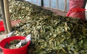Vietnam Premium Organic Dried Soursop Graviola Leaves Herbal <b>Tea</b> Loose Leaf Bulk Wholesale Vacuum Packaging Factory Direct OEM O - Product Image 5