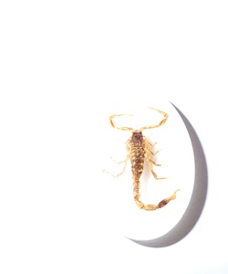 Golden Scorpion Real Specimen Plastic Cabochon Oval 18x25 mm White Flat Bottom for Crafts and Jewelry Making - Product Image 5