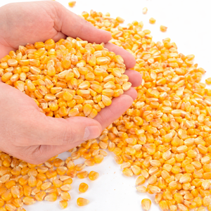 เมล็ดข้าวโพดเหลืองอบแห้งจากธรรมชาติ 100% เหมาะสำหรับทำป๊อปคอร์น กรีตส์ และการแปรรูปอาหาร/ คุณอัลินา - Product Image 4