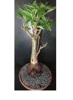 Autocollant personnalisé pour porte de réfrigérateur, articles décoratifs tendance et uniques pour la maison, Baobab Buyers