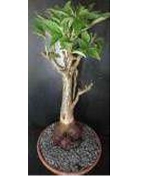 Autocollant personnalisé pour porte de réfrigérateur, articles décoratifs tendance et uniques pour la maison, Baobab Buyers - Product Image 2