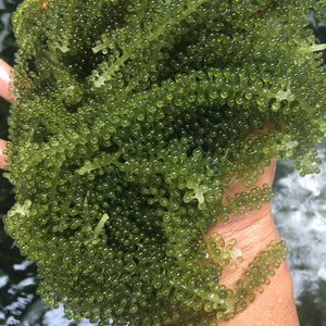 Uvas de mar secas, perlas de algas marinas naturales, material para decoración de sushi, mezclas para ensaladas e ingrediente culinario, proveedor de Vietnam. - Product Image 1