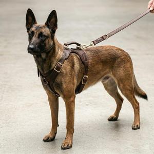 Arnés de Cuero Personalizado para Perro, Resistente, Ajustable, Tipo Chaleco, Sin Tirones, para Entrenamiento y Paseo, Accesorios para Perros de 20 kg+ - Product Image 4