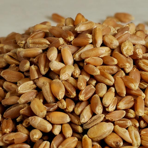 Granos de Trigo de la Mejor Calidad al por Mayor, Venta a Granel Premium, Grado Alimenticio, Listos para Enviar, Suministro para Exportación - Product Image 4