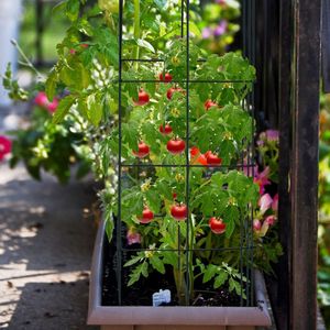 Lot de 4 treillis de jardin pour plantes grimpantes, pour clôtures et portails de fleurs et de légumes - Product Image 2