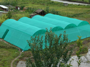 Serres agricoles multi-travées avec grande couverture en film pour la culture de légumes et de fleurs - Product Image 5