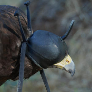 Capota de cetrería árabe suave mastercrafted y Burka tradicional Un legado de precisión, protección y herencia - Product Image 2