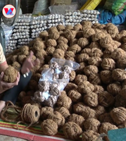Balle à mâcher en fibre de coco naturelle de haute qualité, durable, jouet biodégradable en coque de noix de coco, sphère moléculaire pour chiens et chats, jeu interactif