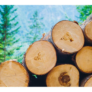 Troncos de madera de eucalipto, troncos de madera de abedul - Product Image 3