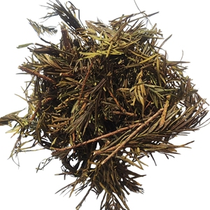 Hojas de caballito de agua secas, hierba de caballito de agua, Equisetum Arvense, hojas herbales de caballito de agua de campo, proveedor a granel - Product Image 1