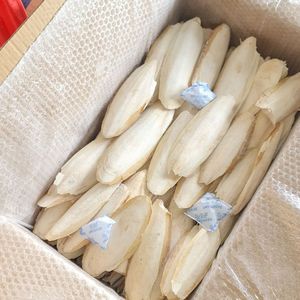 Disponible : Os de Seiche Pur et Durable, Riche en Minéraux de Calcium de Haute Qualité, Absorption Rapide, Sûr, Soutien pour les Becs des Oiseaux - Product Image 4