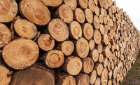 Bûches de bois d'ébène / bois de teck - Bûches rondes de 500-600 mm à vendre