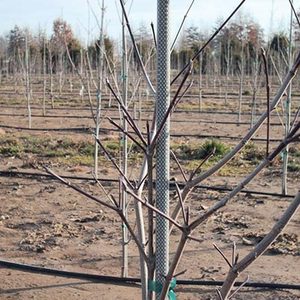 Agricultural Garden FRP Fiberglass Plant Stakes - Product Image 6