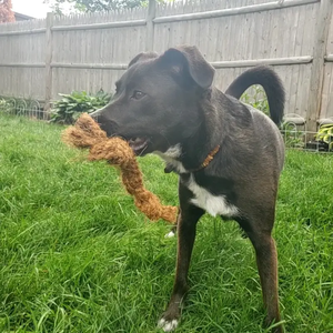 Producto Popular: Juguete de Cuerda Masticable de Fibra de Coco para Mascotas/Bola Masticable de Coco/Cuerda Masticable de Coco Hecha en Vietnam HOANG LINH SG - Product Image 6