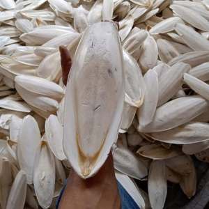 Calamar Entero Congelado (Squid) Grado 1, Bajo en Grasa, Rico en Proteínas, Mariscos de Vietnam, 20-40cm, Empaque en Bolsa, 5-10kg, 2 Años de Vida Útil - Product Image 6
