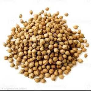 Semillas de Cilantro Enteras de Primera Calidad, Especia Natural para Cocinar, Procesamiento de Alimentos y Suministro de Ingredientes al por Mayor - Product Image 4