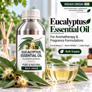 Aceite de Eucalipto Globulus al por Mayor para Comerciantes de Aceites Esenciales, Proveedores de Ingredientes Botánicos y Compradores Internacionales B2B - Product Image 6