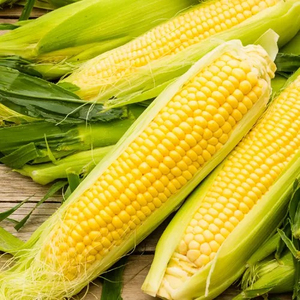ข้าวโพด GMO คุณภาพพรีเมียม ขายส่งราคาดีที่สุด เกรดอาหาร คุณภาพสูงสุด ผู้ผลิตส่งออก - Product Image 3