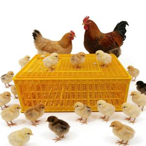 <span class=keywords><strong>Caisse</strong></span> <span class=keywords><strong>de</strong></span> <span class=keywords><strong>transport</strong></span> pliable 750*550*330mm pour poulet <span class=keywords><strong>canard</strong></span> oie dinde caille HJ-DN016 - Product Image 1