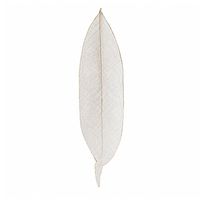 AQUA VRIKSHA Feuilles d'Ylang Naturelles Écologiques de Qualité Supérieure pour l'Artisanat et la Décoration |   11-15 CM |   Lot de 10
