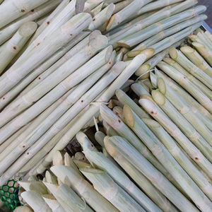 Palitos de Caña de Azúcar Congelados IQF Premium, Grado Alimenticio, Vietnam, Envasados al Vacío a Granel - Product Image 3